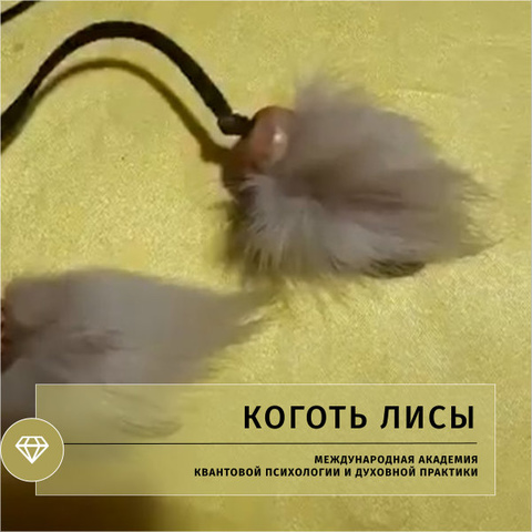 Коготь лисы
