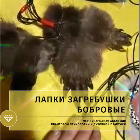 Лапки загребушки бобровые